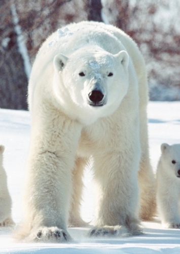 Polar Bear