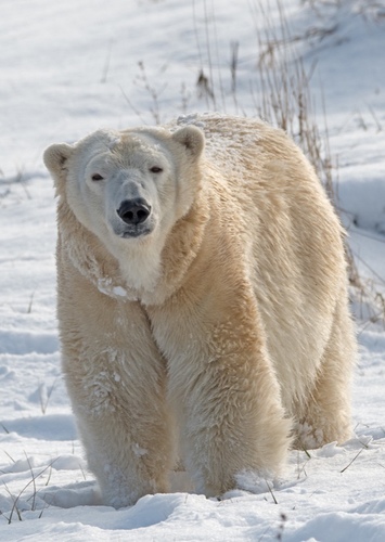 Polar Bear