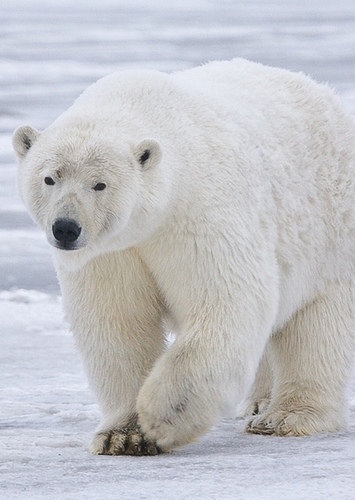 Polar Bear