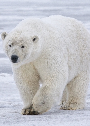 Polar Bear