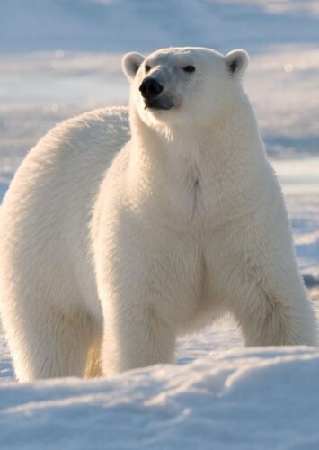 Polar Bear