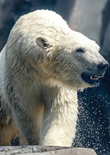 Polar Bear