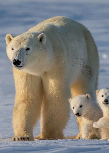 Polar Bear