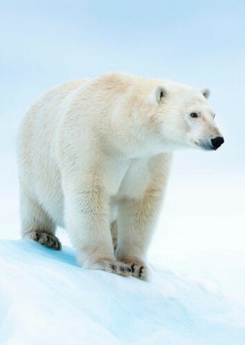 Polar Bear