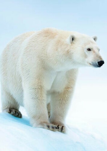 Polar Bear