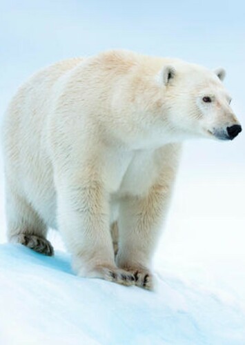 Polar Bear