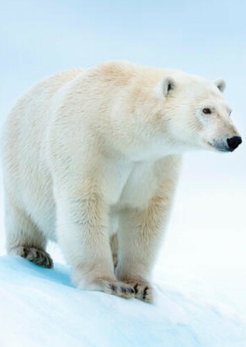 Polar Bear