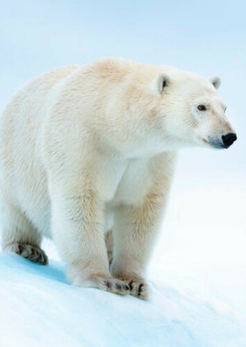 Polar Bear