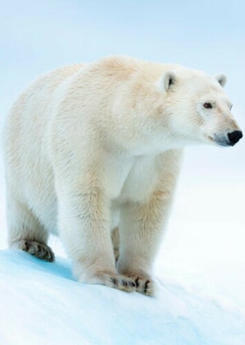 Polar Bear
