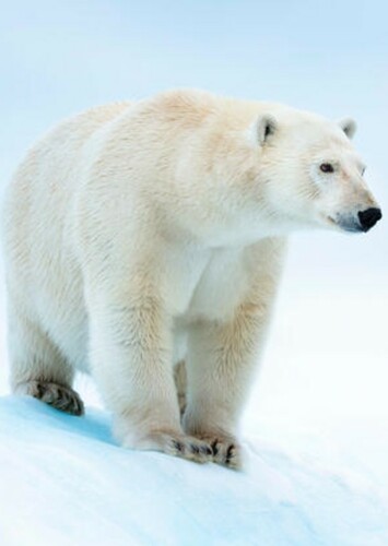 Polar Bear