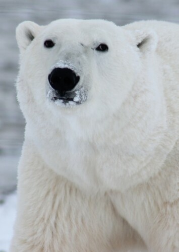 Polar Bear