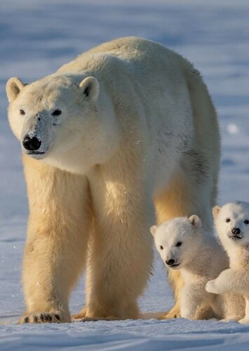 Polar Bear
