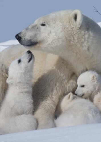Polar Bear