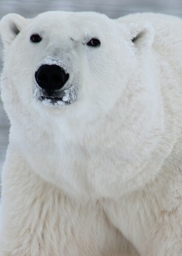 Polar Bear