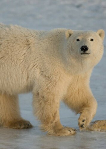 Polar Bear