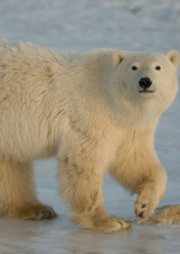 Polar Bear
