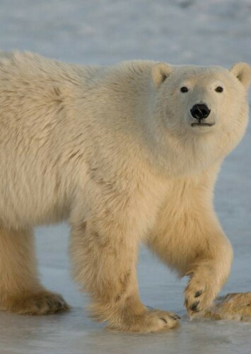 Polar Bear