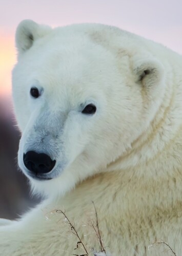 Polar Bear