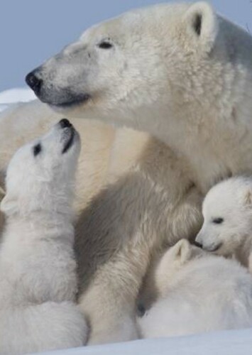 Polar Bear