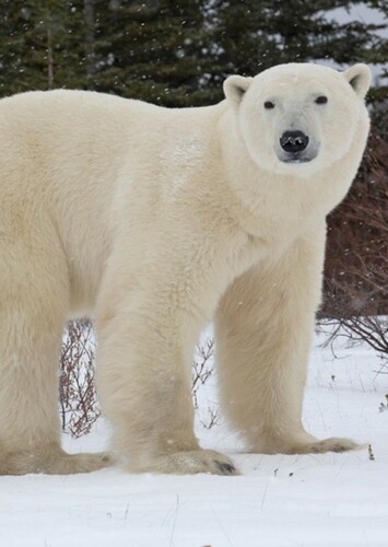 Polar Bear