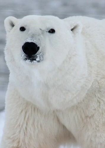 Polar Bear