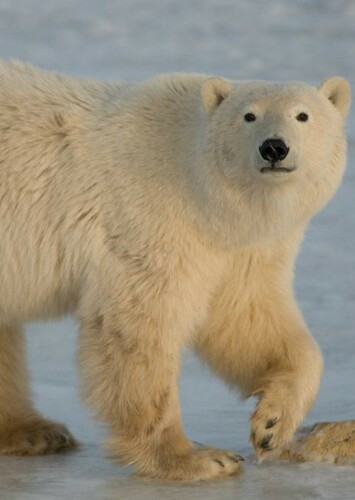 Polar Bear