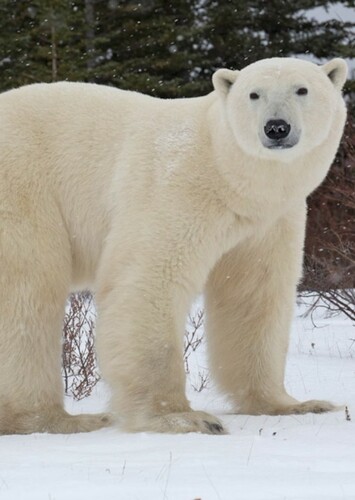 Polar Bear