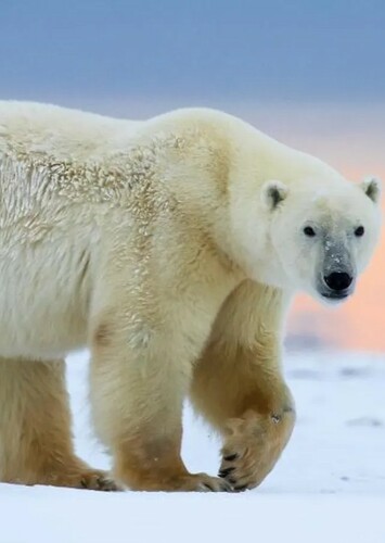 Polar Bear