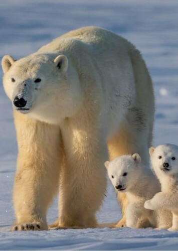 Polar Bear