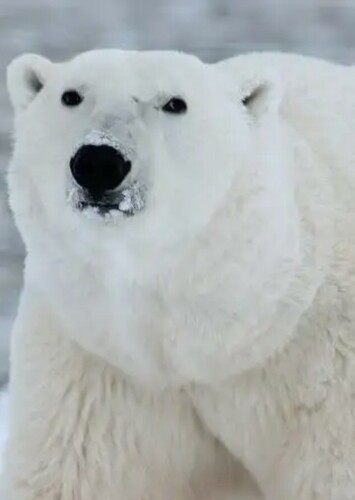 Polar Bear