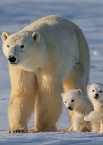 Polar Bear