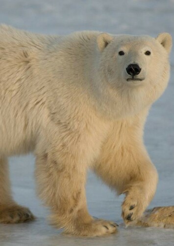 Polar Bear