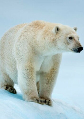 Polar Bear