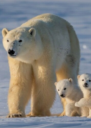 Polar Bear