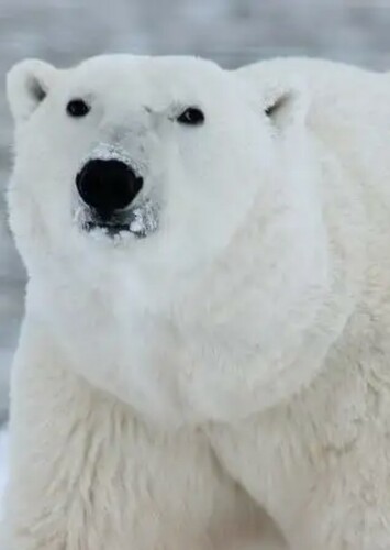Polar Bear