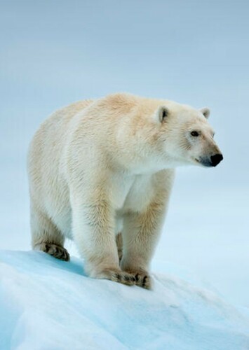 Polar Bear