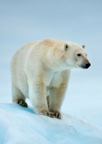 Polar Bear