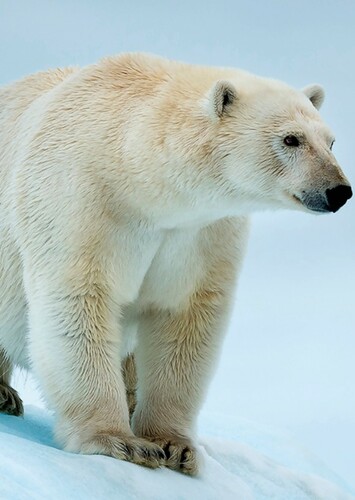 Polar Bear
