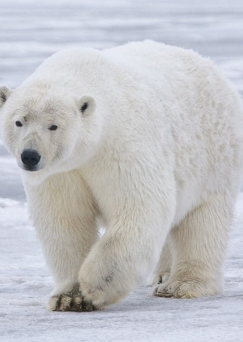 Polar claw