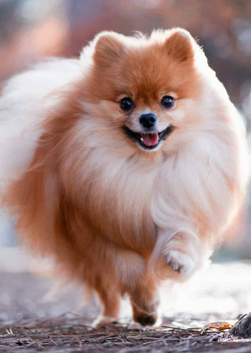 Pomeranian Dog