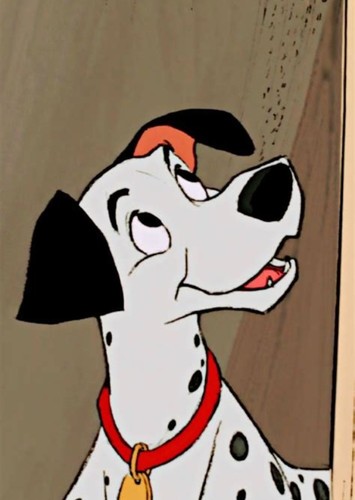 Pongo