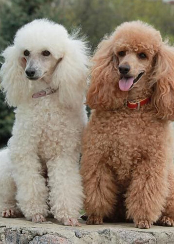 Poodle