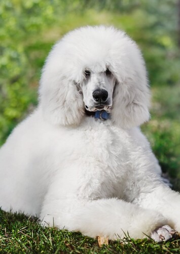 Poodle