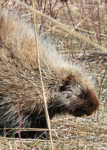 Porcuipe