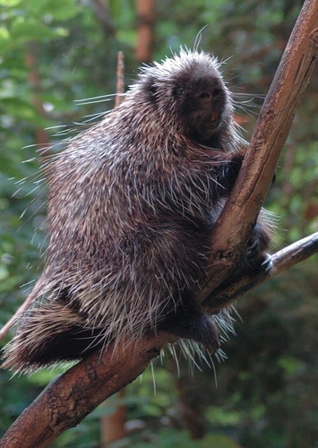Porcupine
