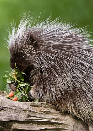 Porcupine