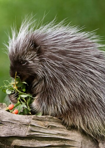 Porcupine