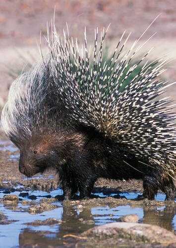 Porcupine