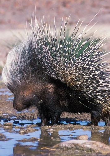 Porcupine