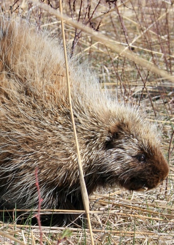 Porcupine